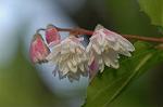 Dcim4803/DSC_0959
