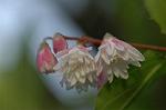 Dcim4803/DSC_0960
