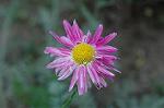 Dcim4806/DSC_1307