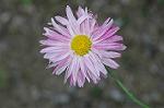 Dcim4806/DSC_1309