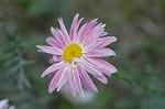 Dcim4806/DSC_1310