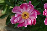 Dcim4806/DSC_1362