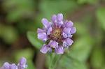 Dcim4807/DSC_1437