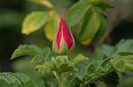 Dcim4807/DSC_1450