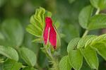 Dcim4807/DSC_1451