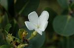 Dcim4807/DSC_1470