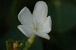 Dcim4807/DSC_1474