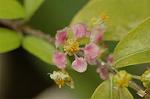Dcim4807/DSC_1506