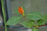 Dcim4807/DSC_1511