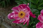 Dcim4807/DSC_1526