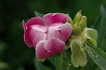 Dcim4807/DSC_1536