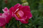 Dcim4807/DSC_1537