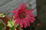 Dcim4817/DSC_2442