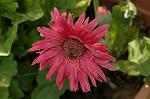 Dcim4817/DSC_2443