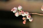 Dcim4817/DSC_2456