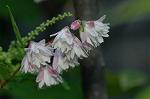 Dcim4817/DSC_2480