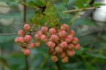 Dcim4818/DSC_2539