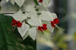 Dcim4821/DSC_2971