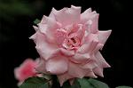 Dcim4826/DSC_3687