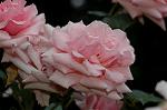 Dcim4826/DSC_3688