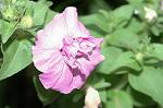 Dcim4826/DSC_3702