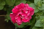 Dcim4826/DSC_3706