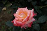 Dcim4826/DSC_3710