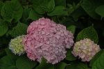 Dcim4826/DSC_3730