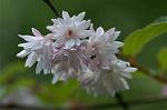 Dcim4830/DSC_6033
