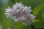 Dcim4830/DSC_6034