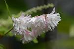 Dcim4830/DSC_6127