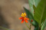 Dcim4831/DSC_6263