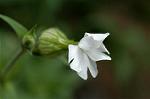 Dcim4832/DSC_6396
