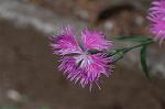 Dcim4833/DSC_6426