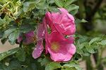 Dcim4833/DSC_6437