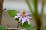 Dcim4833/DSC_6457