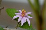 Dcim4833/DSC_6459