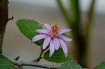 Dcim4833/DSC_6460