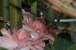 Dcim4833/DSC_6483