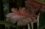 Dcim4833/DSC_6489