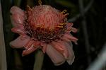 Dcim4833/DSC_6501