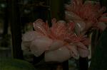Dcim4833/DSC_6513