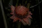 Dcim4833/DSC_6518