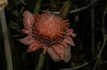 Dcim4833/DSC_6525