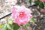 Dcim4839/DSC_0487