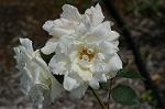 Dcim4839/DSC_0493