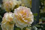 Dcim4840/DSC_0524