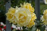 Dcim4840/DSC_0525