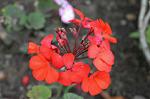 Dcim4841/DSC_0734