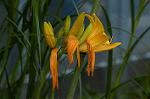 Dcim4855/DSC_1799